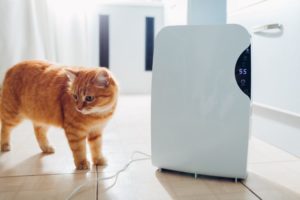 Cat Next To Dehumidifier